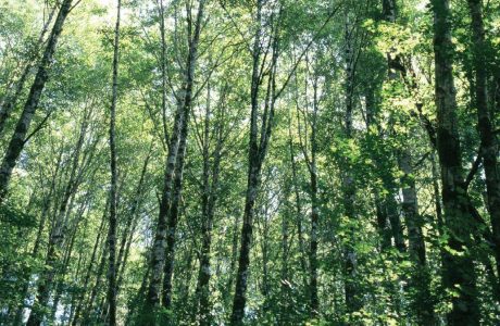 Hardwood Products: The Responsible Building Choice