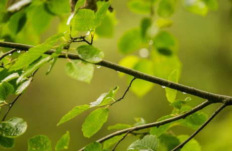 The History of Alder Grades