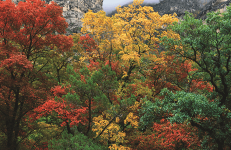 Proof Positive:  Your Role in the Responsible – and Sustainable – Hardwood Supply Chain