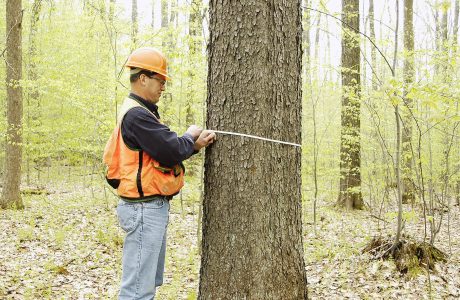 Hardwoods & Sustainable Forestry with Forester Chris Guth