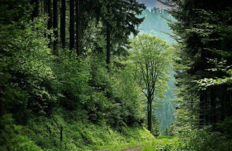 Are We Running Out of Trees?